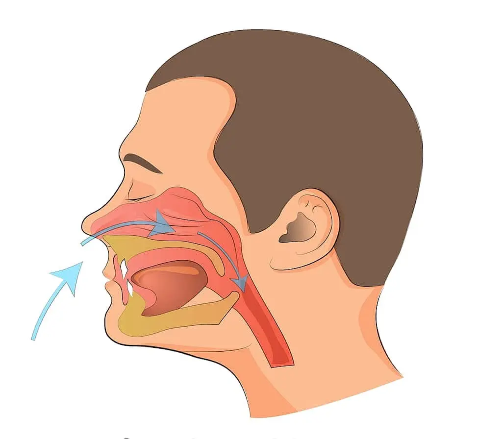 Diagram of airflow through nasal cavity, mouth, and throat during breathing highlighting a mouth breather’s airflow route at Lenius Orthodontics in Overland Park, KS.